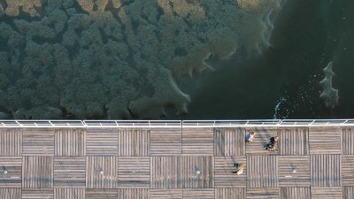 樱花盛开春日